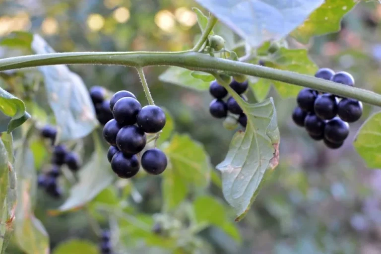 Nachtschattenlähmung: Ursachen, Symptome, Behandlung und wissenschaftlicher Hintergrund